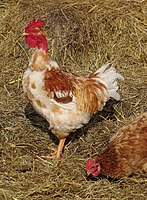 Naked Neck rooster in France