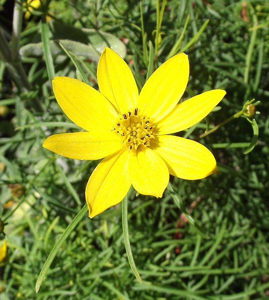 File:Coreopsis verticillata 'Zagreb'.jpg