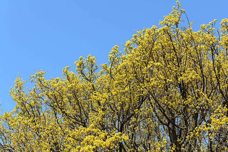 File:Cornus mas in Blüte Hegerberg 04.JPG