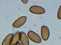 Cortinarius violaceus spores.jpg