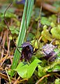 Corybas iridescens