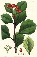 Miniatura para Crataegus sanguinea