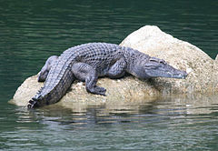 Crocodylus mindorensis basking on a rock in the Disulap River, Barangay Disulap - ZooKeys-266-001-g102.jpg