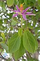 Crossberry (Grewia occidentalis) - 00093.jpg