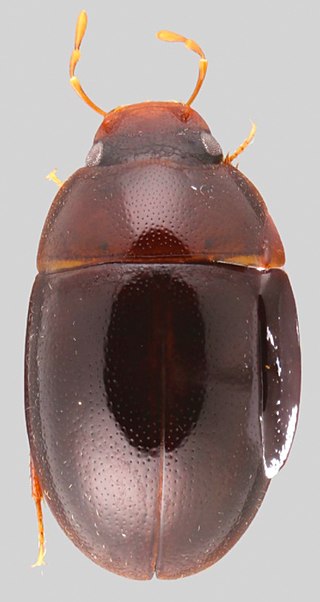 <i>Crucisternum</i> Genus of beetles