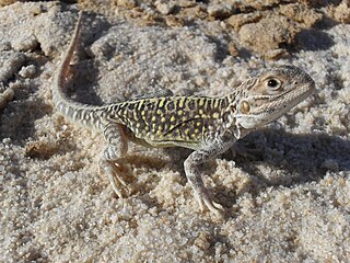 <i>Ctenophorus salinarum</i> Species of lizard