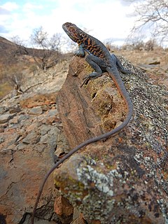 <i>Ctenophorus vadnappa</i> Species of lizard