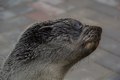 Seal, Namibia