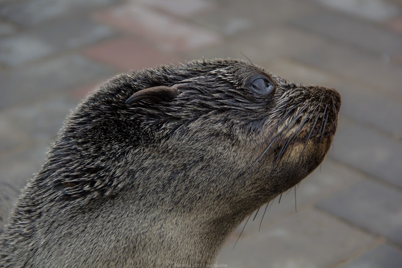 File:Cucciolo di foca al molo di swakopmund.tif