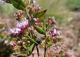 Cunila origanoides