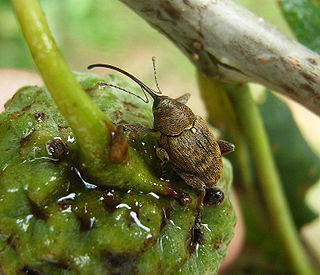 <i>Curculio glandium</i> Species of weevil