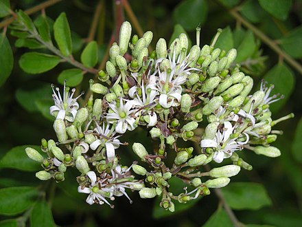 The small flowers are white and fragrant.