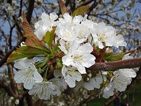 Prunus avium