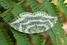 オオカギバ C. substigmaria, 日本