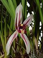 Cymbidium dayanum