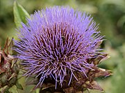 Cynara cardunculus