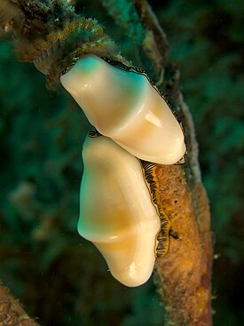 Cyphoma signatum