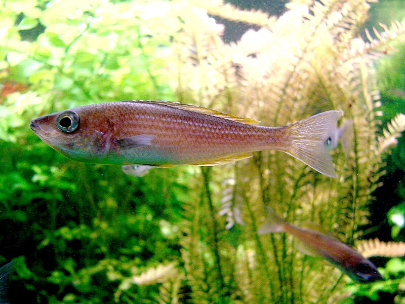 File:Cyprichromis leptosoma (Wroclaw zoo)-2.JPG