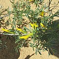 Cytisus borysthenicus Fabaceae Oleshki Sands Ukraine.jpg