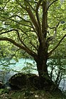 Un albero di Platanus orientalis davanti a un piccolo fiume