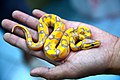 งูหลามบอลงูหลามที่มีขนาดเล็กที่สุดในโลก