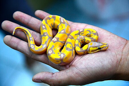 ไฟล์:D85 3395 Ball Python by Trisorn Triboon.jpg