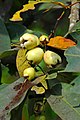 DGJ 0469 - Rose Apple (3354315543).jpg