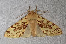 In Bassetts, California Day 178 - Spotted Tussock Moth - Lophocampa maculata, SFSU Field Campus, Bassetts, California.jpg