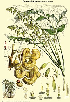 Description de l'image Decaisnea insignis 2.jpg.