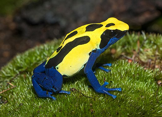 Dendrobates tinctorius "Patricia"