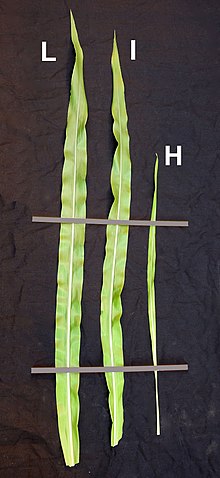 Leaf size of the largest full-grown leaf of Maize plants grown at a low (L), intermediate (I), and high (H) plant density. Density-Maize-P3.jpg