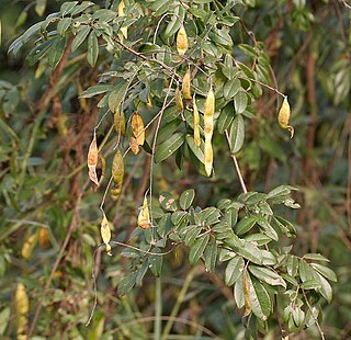 <i>Derris</i> Genus of legumes