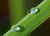Dew on grass Luc Viatour.jpg