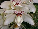 Dick Hartley PIC00007 - Stanhopea martiana.jpg