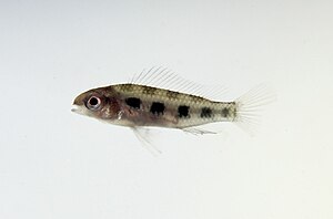 Fork-tailed checkerboard cichlid (Dicrossus filamentosus)