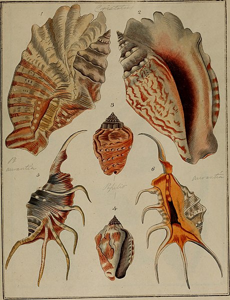 File:Die Flügelschnecken (Strombea) - in Abbildungen nach der Natur mit Beschreibungen (1845) (20727155968).jpg