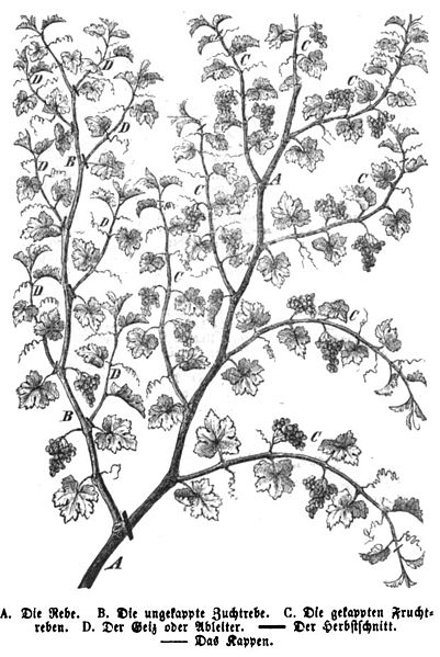 File:Die Gartenlaube (1854) b 225.jpg