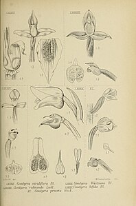 fig. 86 Goodyera viridiflora fig. 87 Goodyera waitziana Goodyera novembrilis fig. 88 Goodyera rubicunda fig. 89 Goodyera bifida fig. 90 Goodyera procera