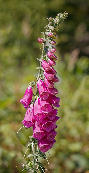 File:Digitalis purpurea - Panoramic trail - Northern Black Forest 01.jpg