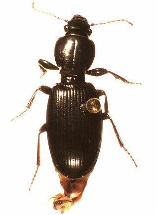 <i>Diglymma</i> Genus of beetles