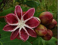 State Flower of Brunei