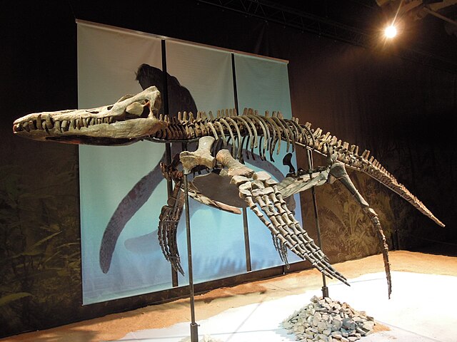 Dinosaurium, Pliosaurus rossicus.