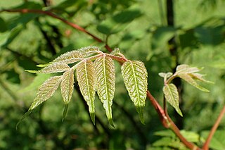 <i>Dipteronia</i> Genus of flowering plants