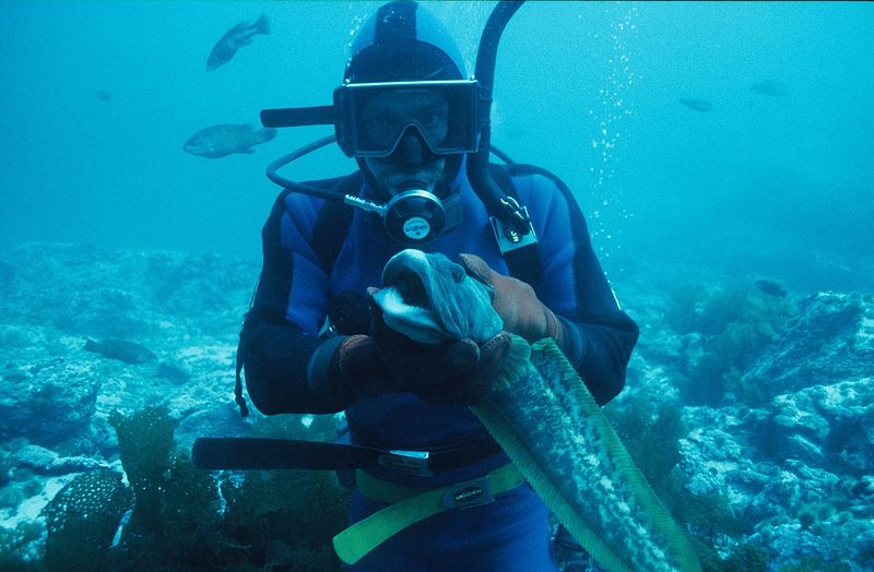 File:Diver holding an ocean pout (7273702642).jpg