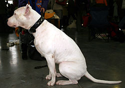 Dog argentyński h67.jpg