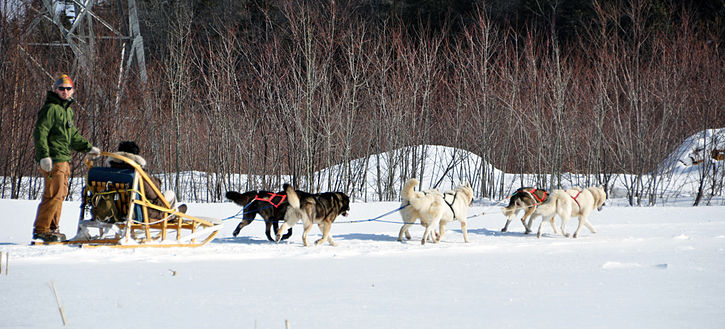 Traîneau à neige tiré par un attelage de chiens