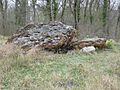 Français : Vue du sud-ouest. Dolmen de la Gélie, Edon, Charente, France