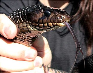 <i>Drymarchon melanurus erebennus</i> Subspecies of snake