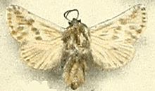 Dyspessa aculeata.JPG