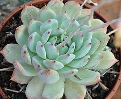 Category:Echeveria colorata - Wikimedia Commons